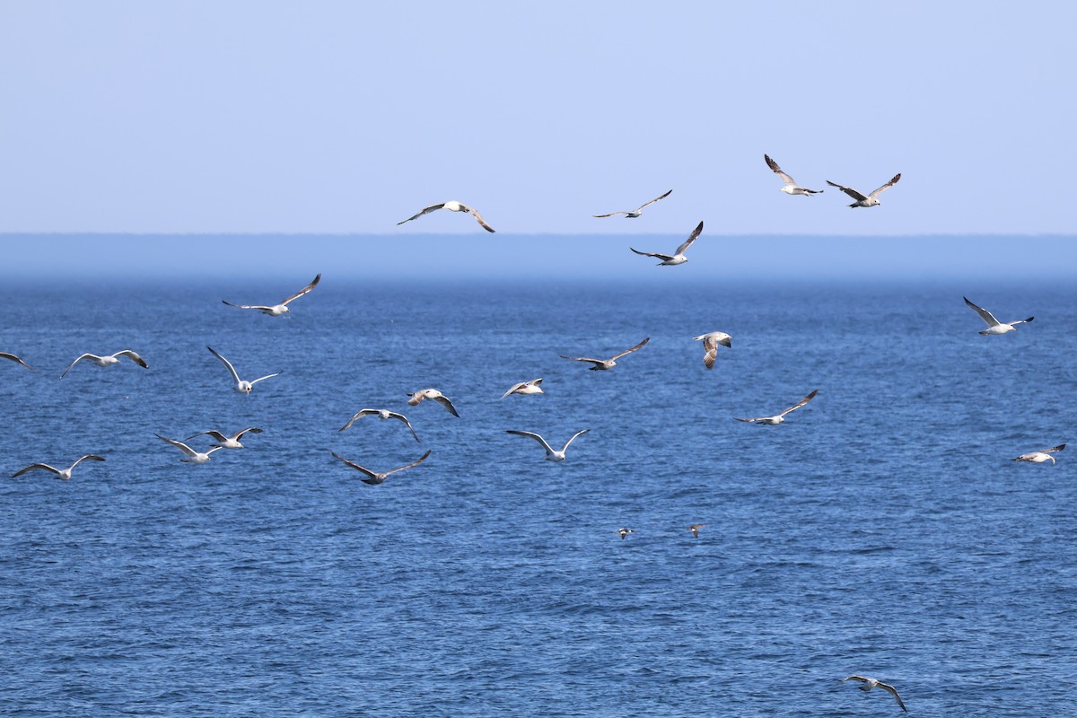 Ring-billed Gull - ML643396587