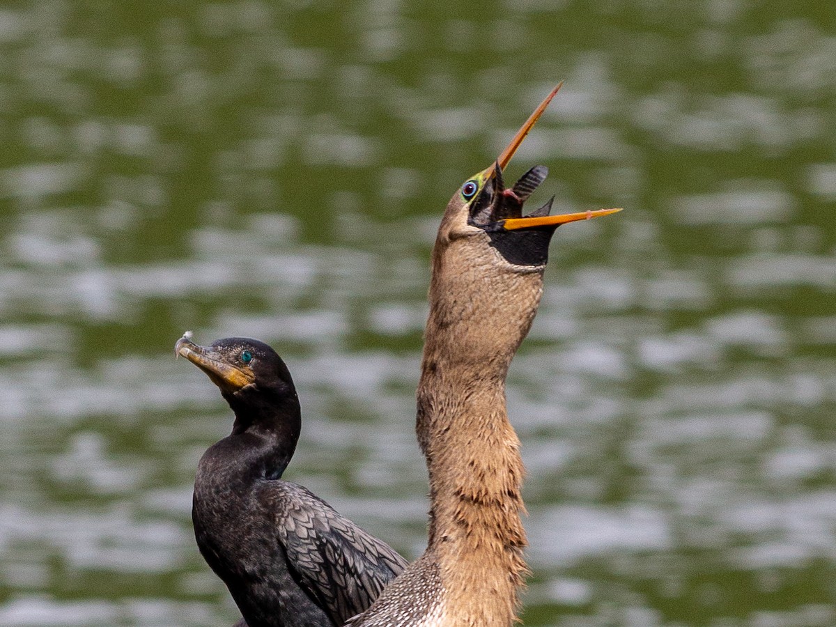 Anhinga - ML643396592