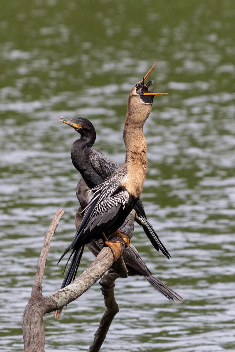 Anhinga - ML643396593