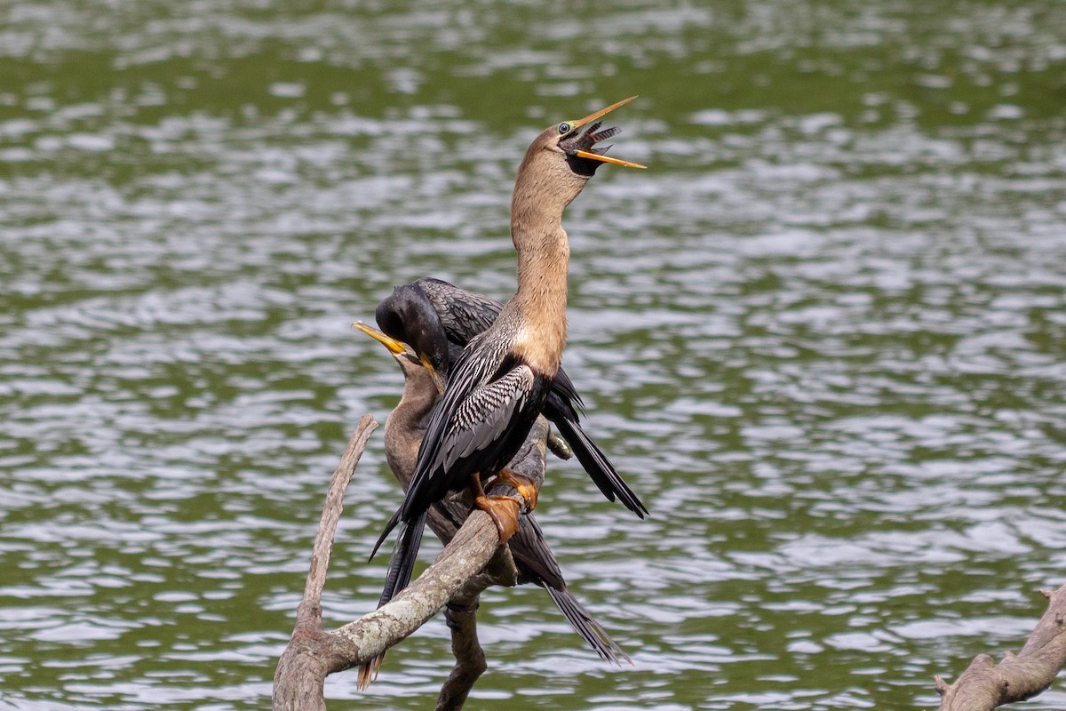 Anhinga - ML643396594
