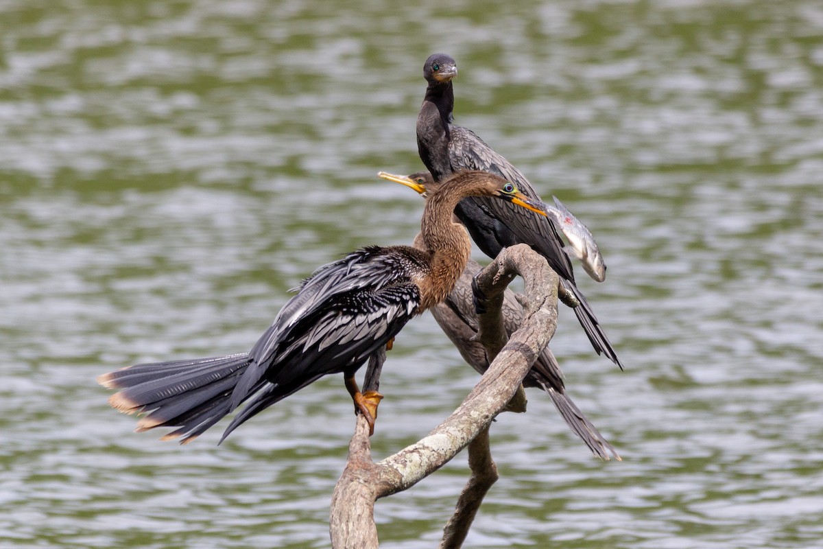 Anhinga - ML643396595