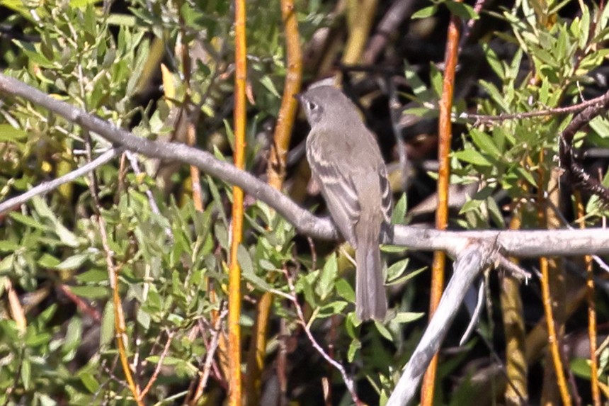 Gray Flycatcher - ML643396596