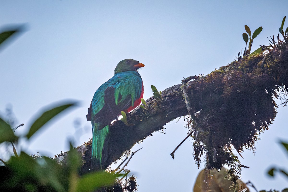 Golden-headed Quetzal - ML643396604