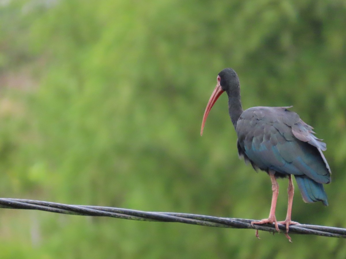 Bare-faced Ibis - ML643396615