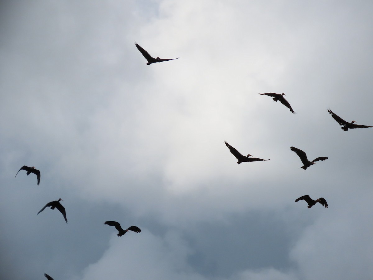Bare-faced Ibis - ML643396616