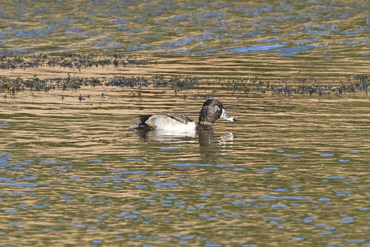 polák proužkozobý - ML643396627