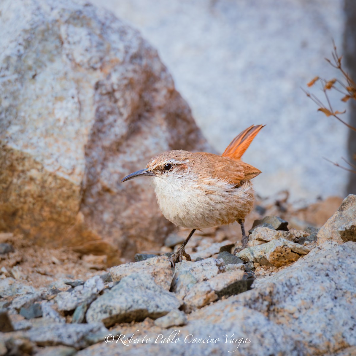 Straight-billed Earthcreeper - ML643396630