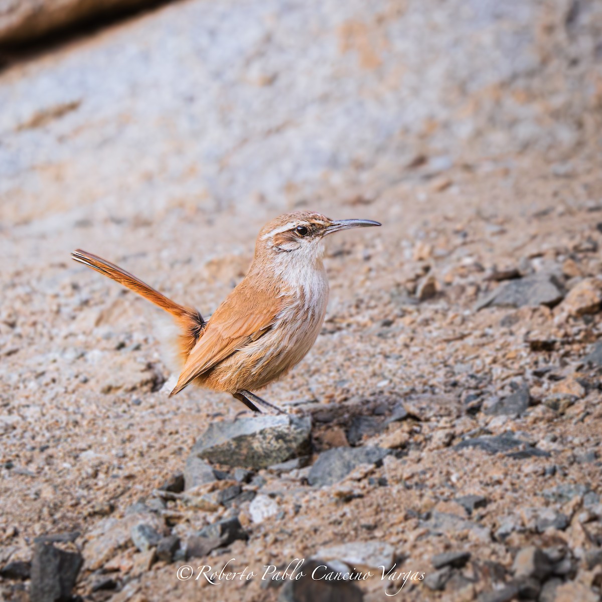 Straight-billed Earthcreeper - ML643396631