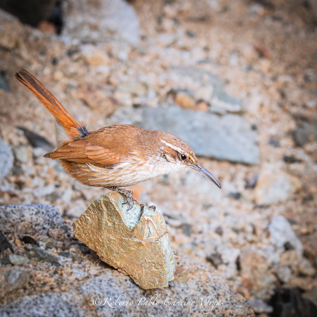 Straight-billed Earthcreeper - ML643396632