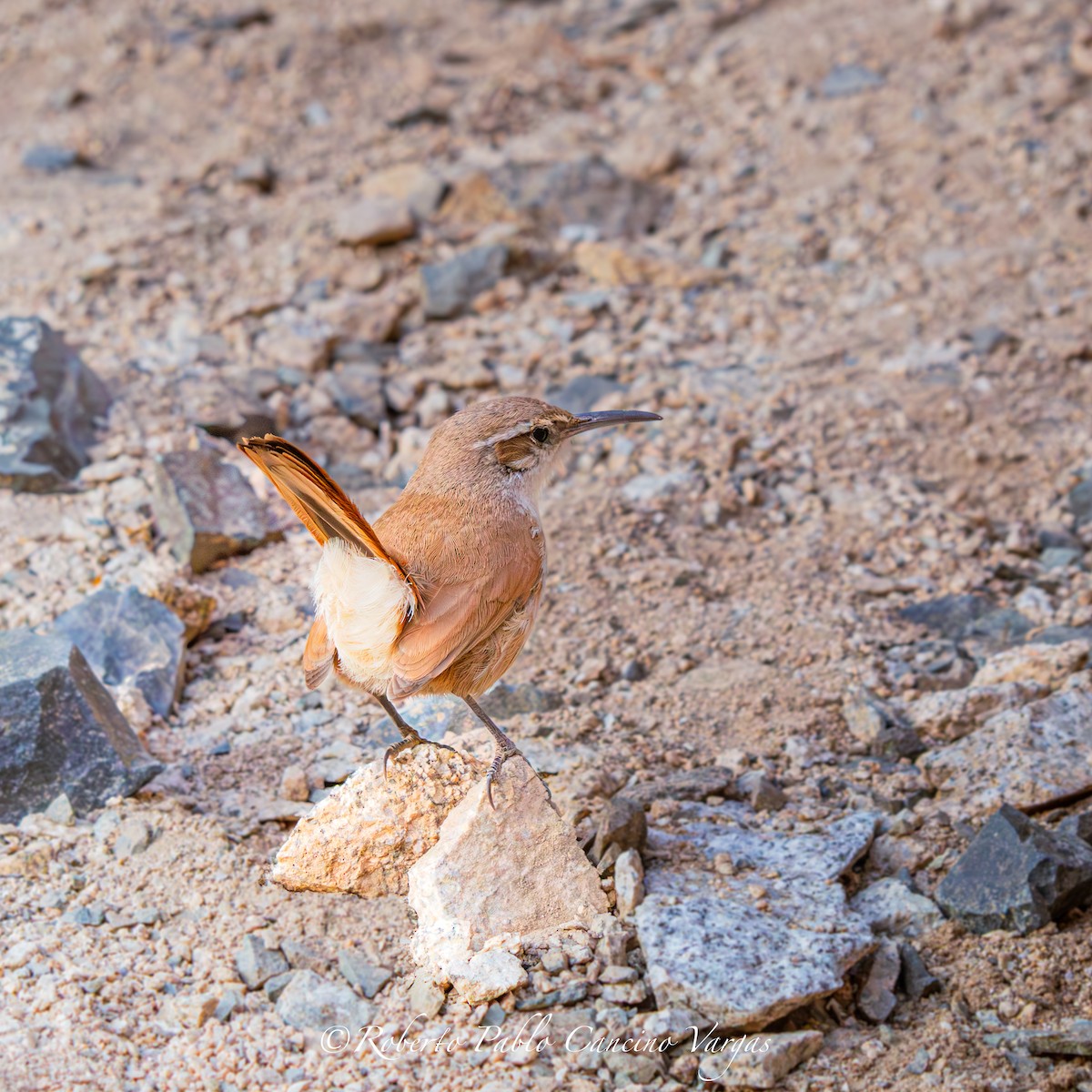 Straight-billed Earthcreeper - ML643396634