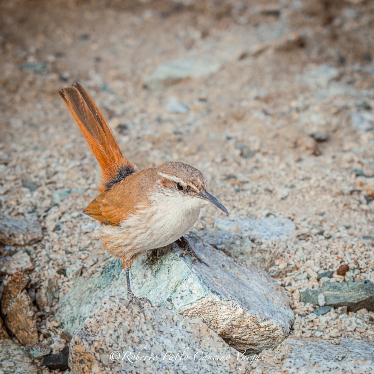 Straight-billed Earthcreeper - ML643396635