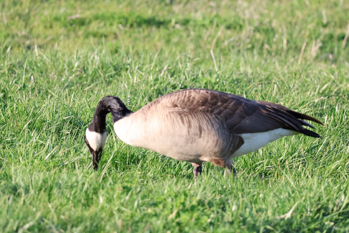 Canada Goose - ML643396655
