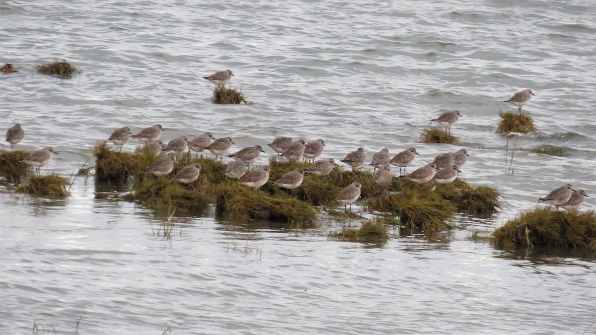 Black-bellied Plover - ML643396658