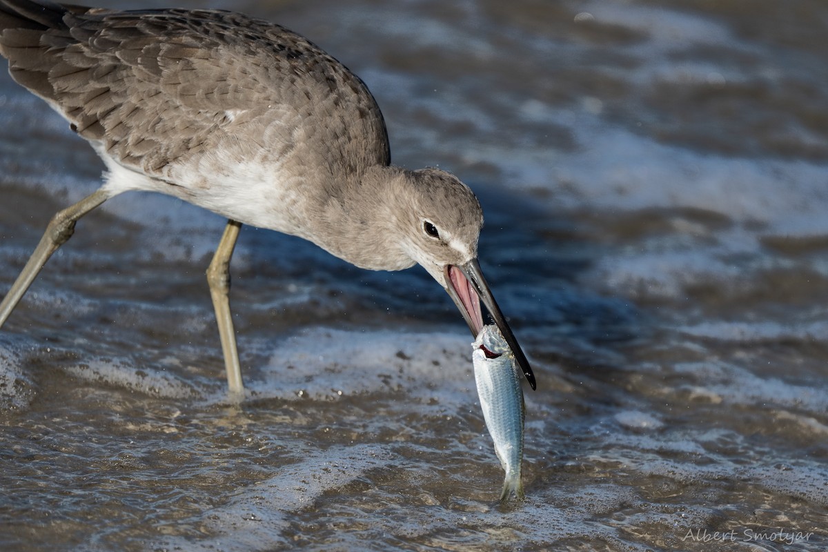 Willet - ML643396659