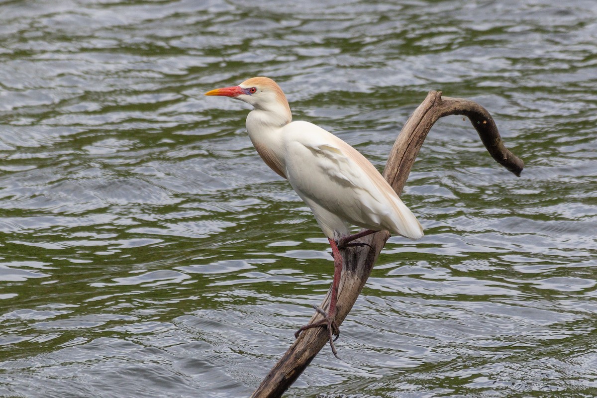 Western Cattle-Egret - ML643396660