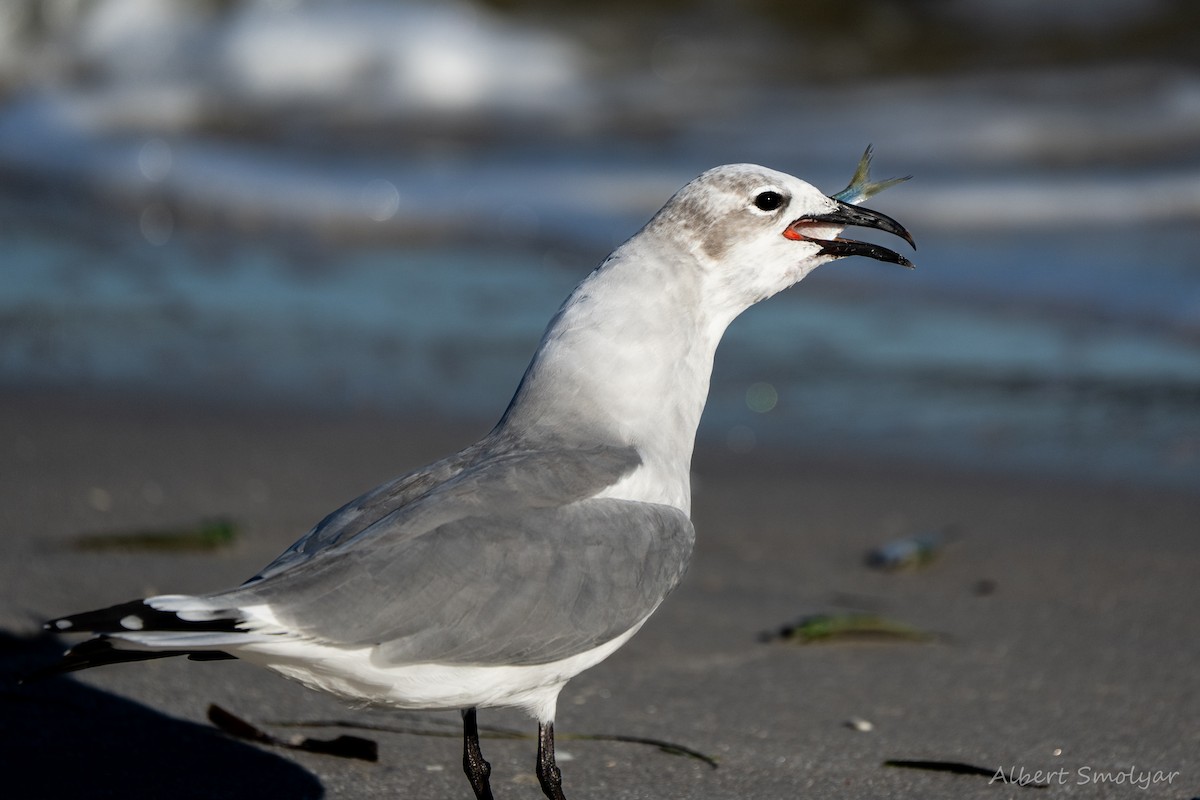 Laughing Gull - ML643396669
