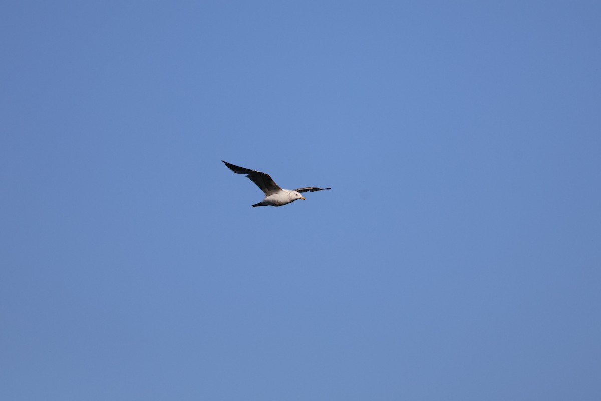 Ring-billed Gull - ML643396676