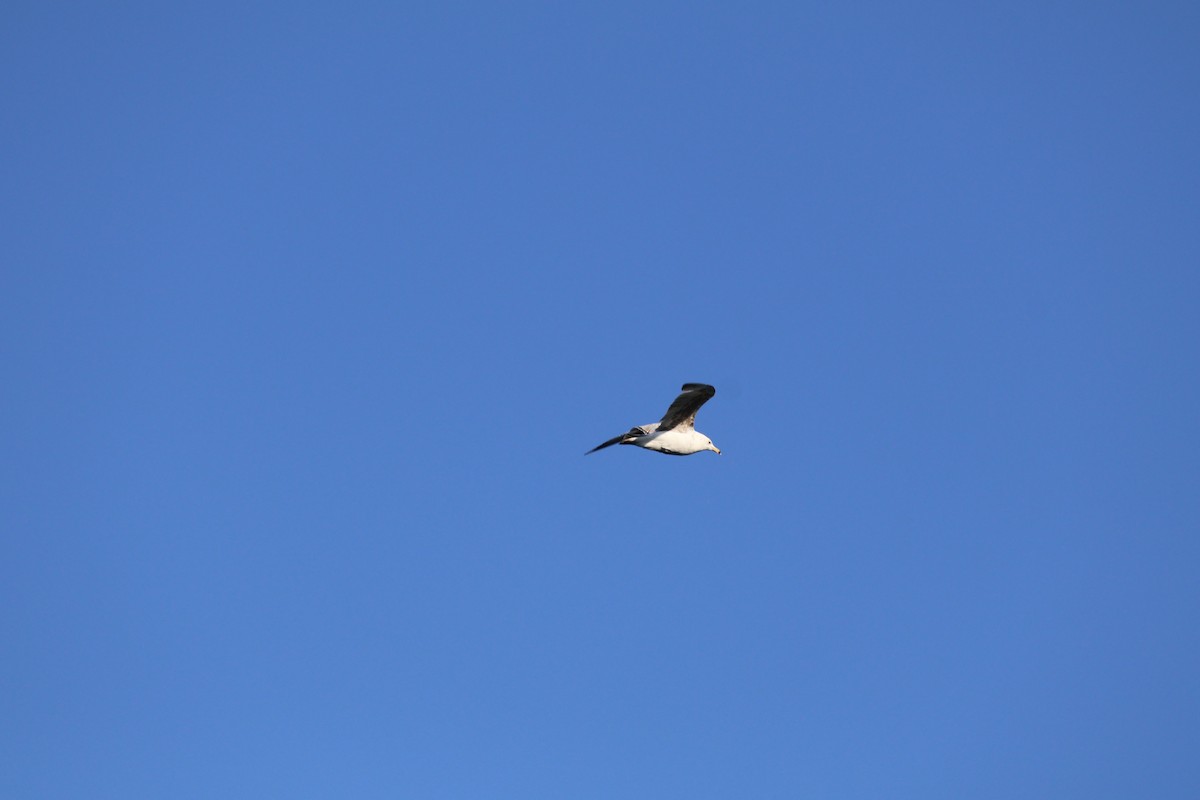 Ring-billed Gull - ML643396682