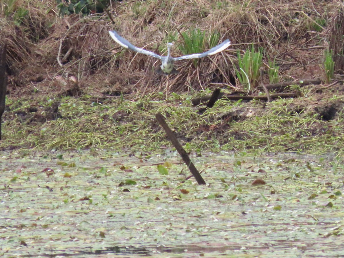 Little Blue Heron - ML643396684