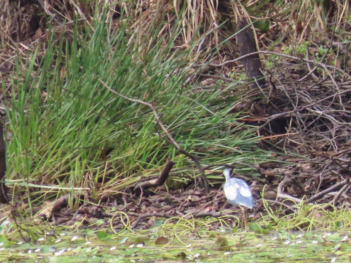 Little Blue Heron - ML643396685