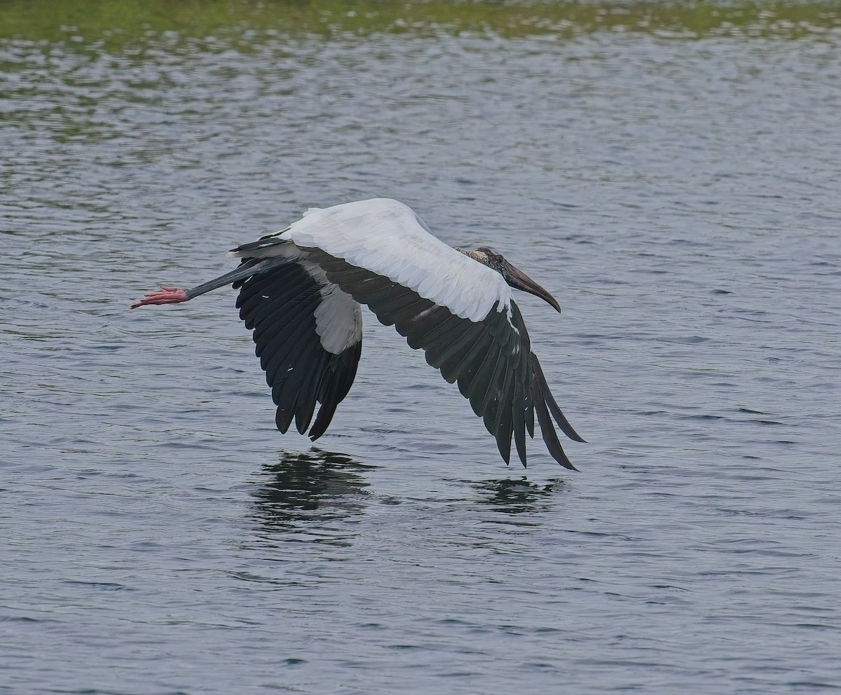 Wood Stork - ML643396686