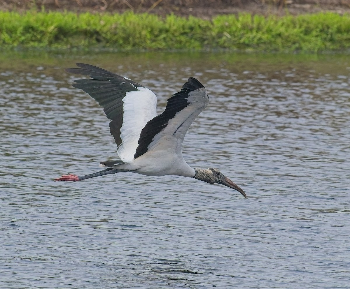 Wood Stork - ML643396687