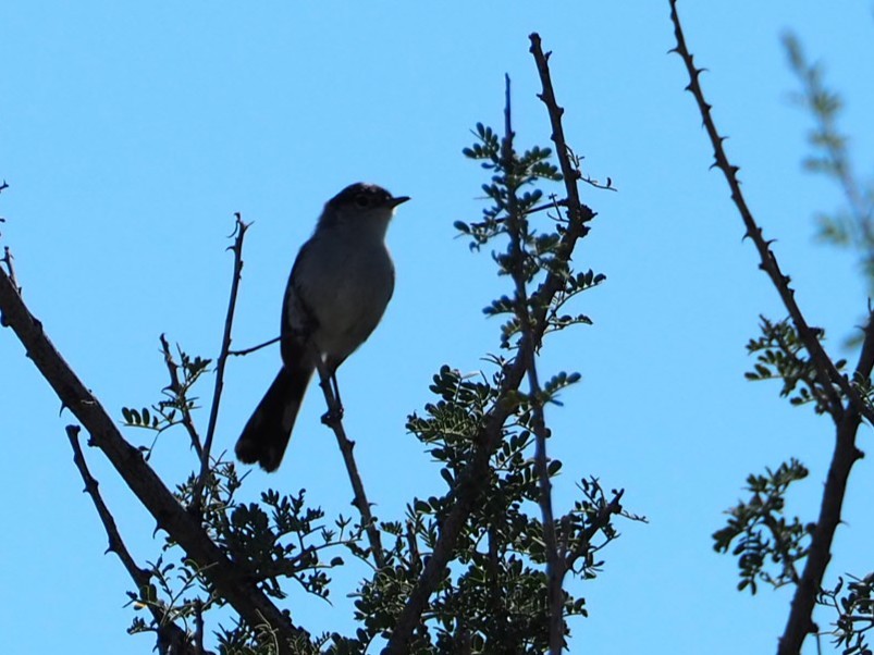 Black-tailed Gnatcatcher - ML643396701
