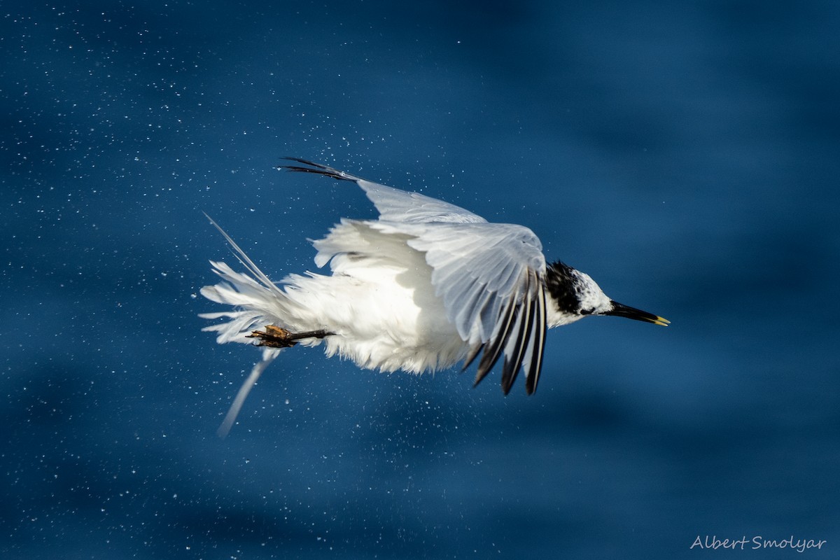 Sandwich Tern - ML643396721