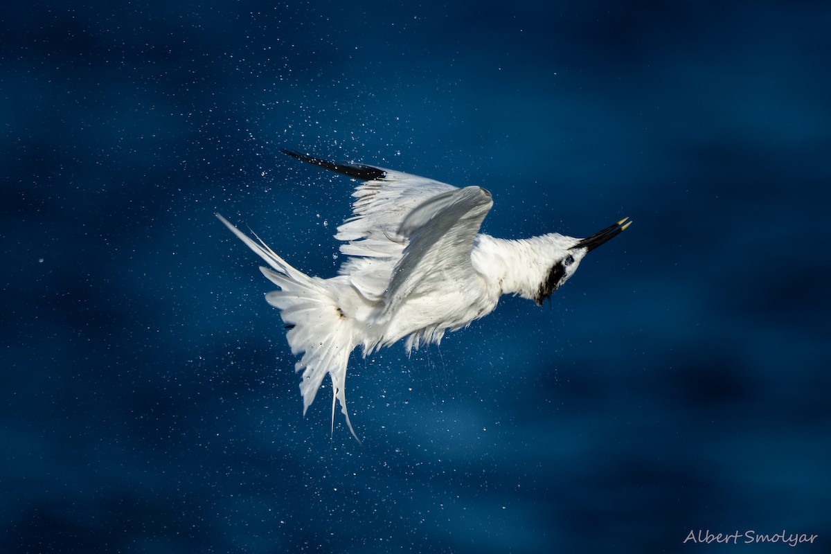 Sandwich Tern - ML643396722