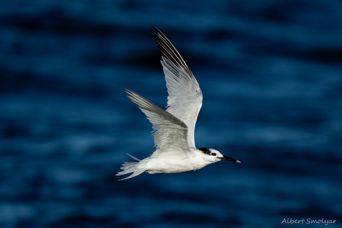 Sandwich Tern - ML643396723