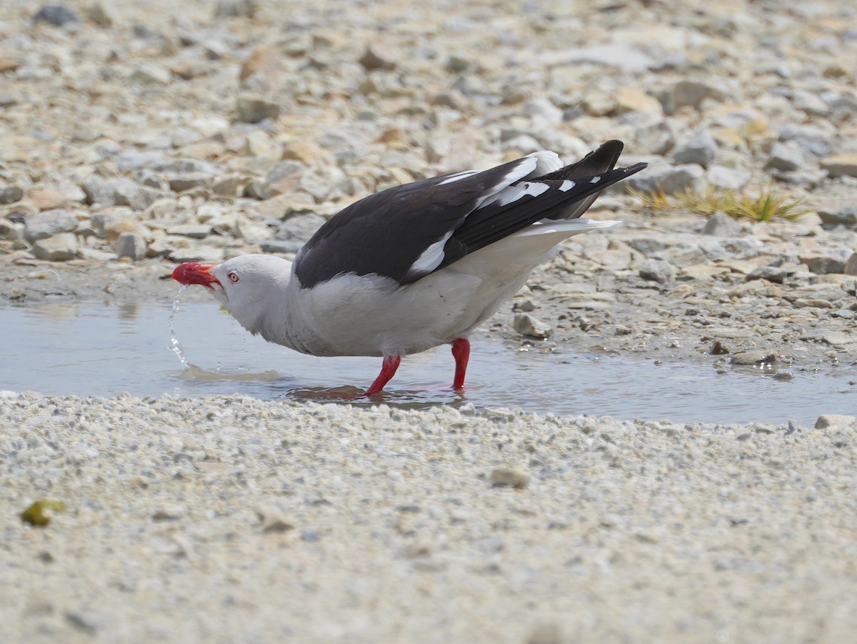 Dolphin Gull - ML643396728