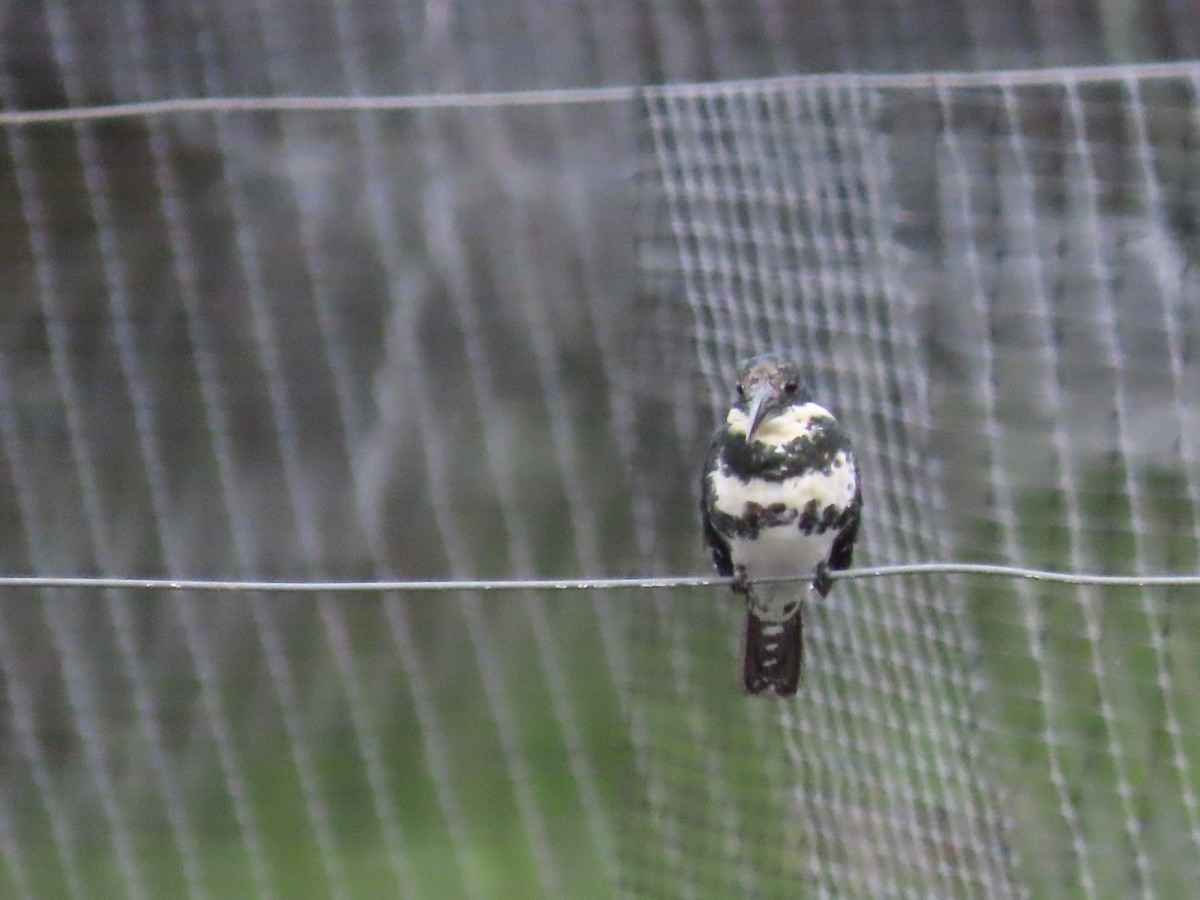 Green Kingfisher - ML643396739