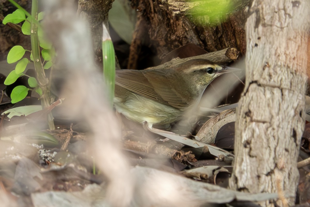 Swainson's Warbler - ML643396743