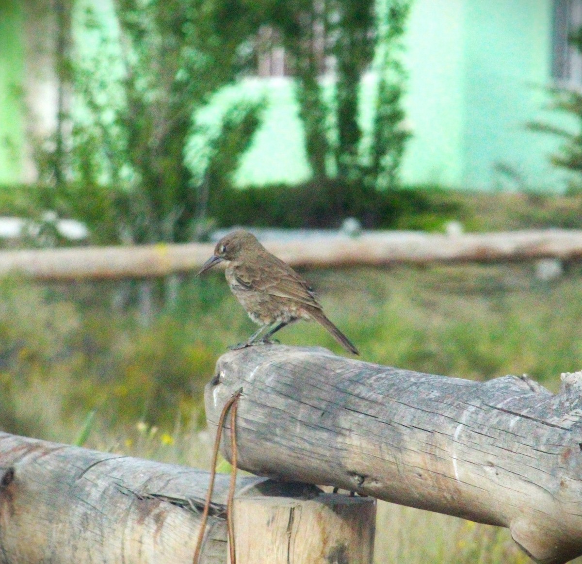 ノドジロエボシカマドドリ - ML643396748