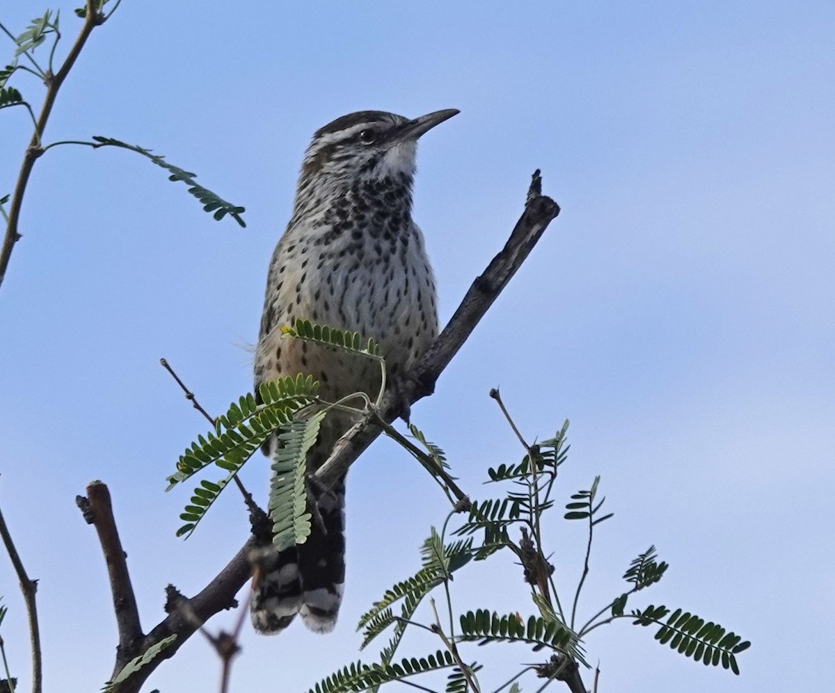 Cactus Wren - ML643396753