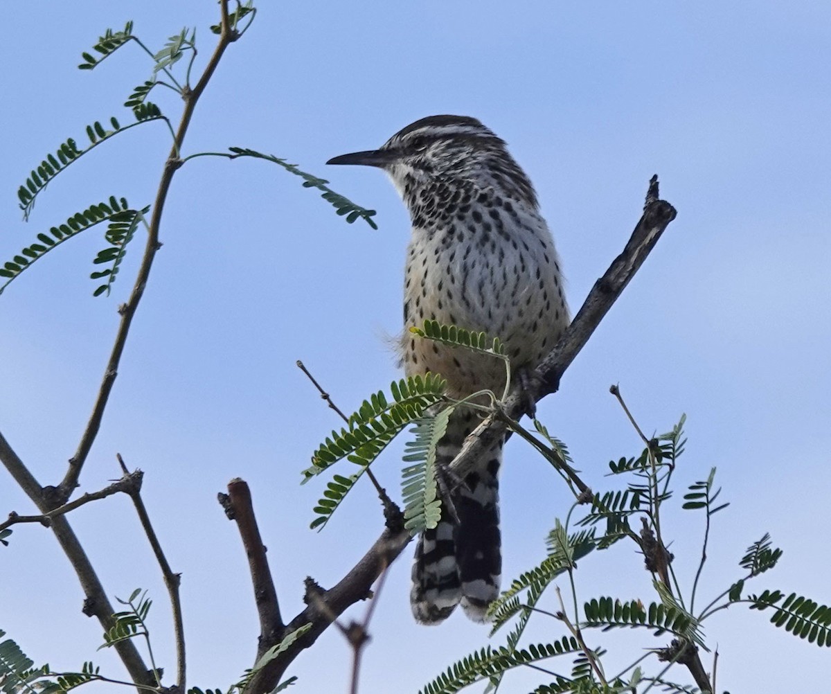Cactus Wren - ML643396754