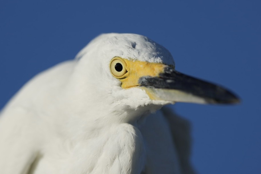Snowy Egret - ML643396755