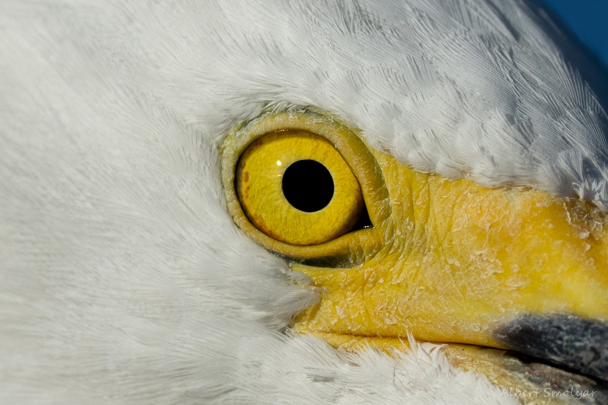 Snowy Egret - ML643396756
