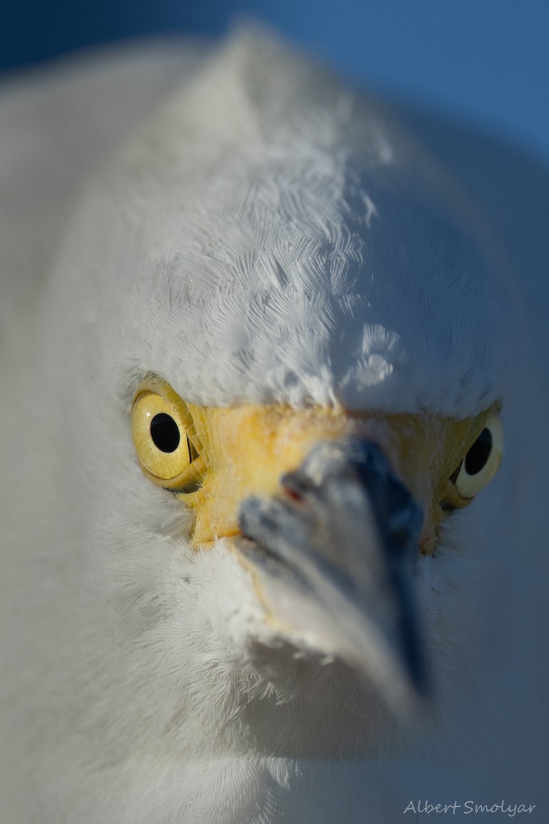 Snowy Egret - ML643396757