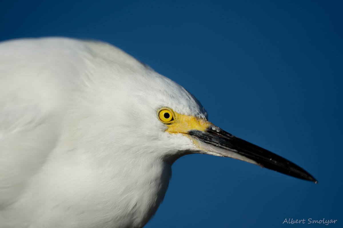 Snowy Egret - ML643396758