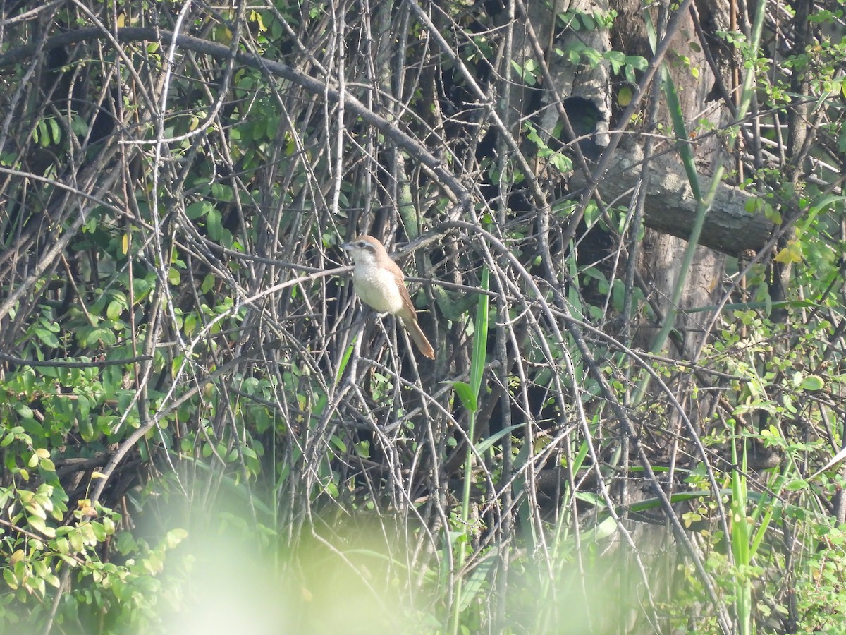 Brown Shrike - ML643396760