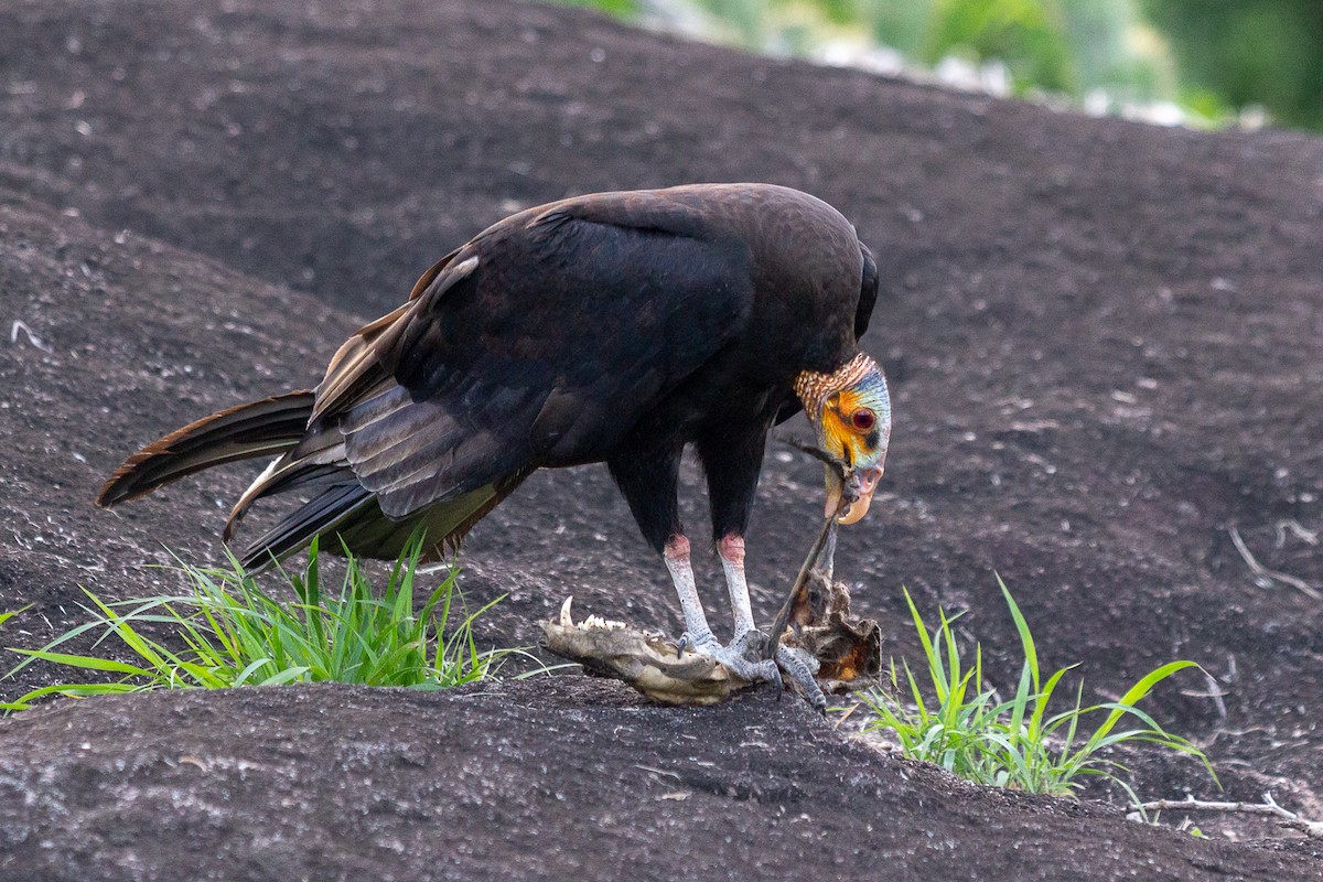 Lesser Yellow-headed Vulture - ML643396786