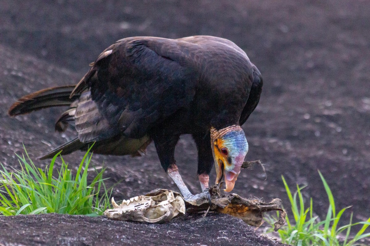 Lesser Yellow-headed Vulture - ML643396787