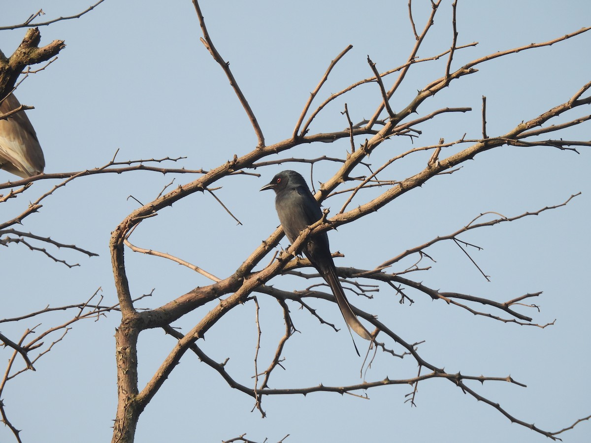 Ashy Drongo - ML643396790