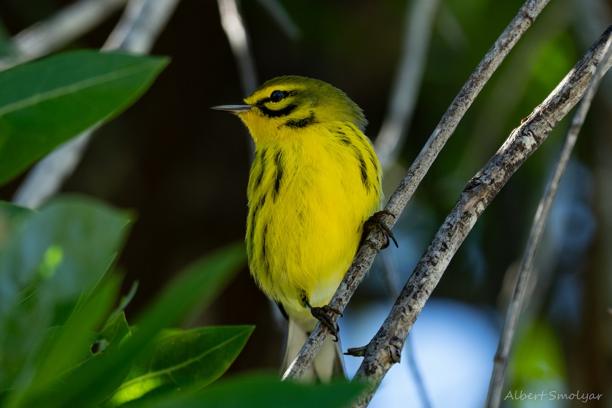 Prairie Warbler - ML643396803