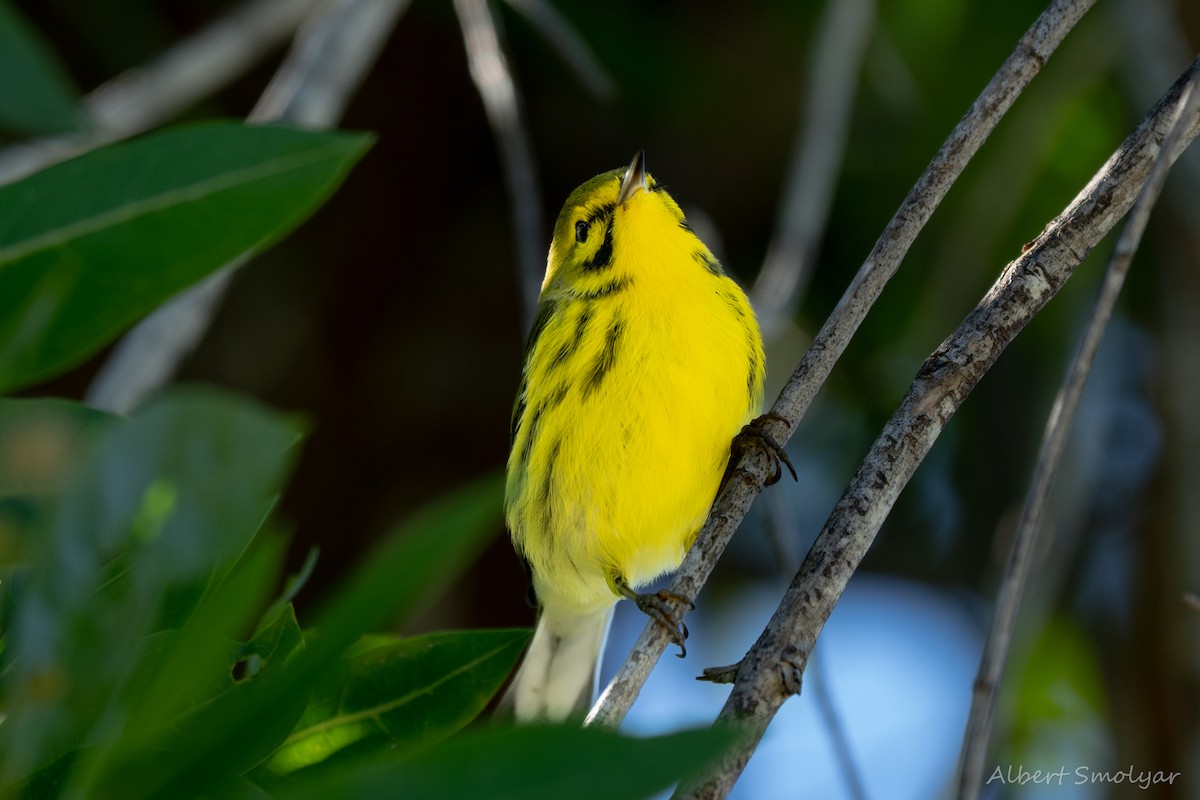 Prairie Warbler - ML643396804