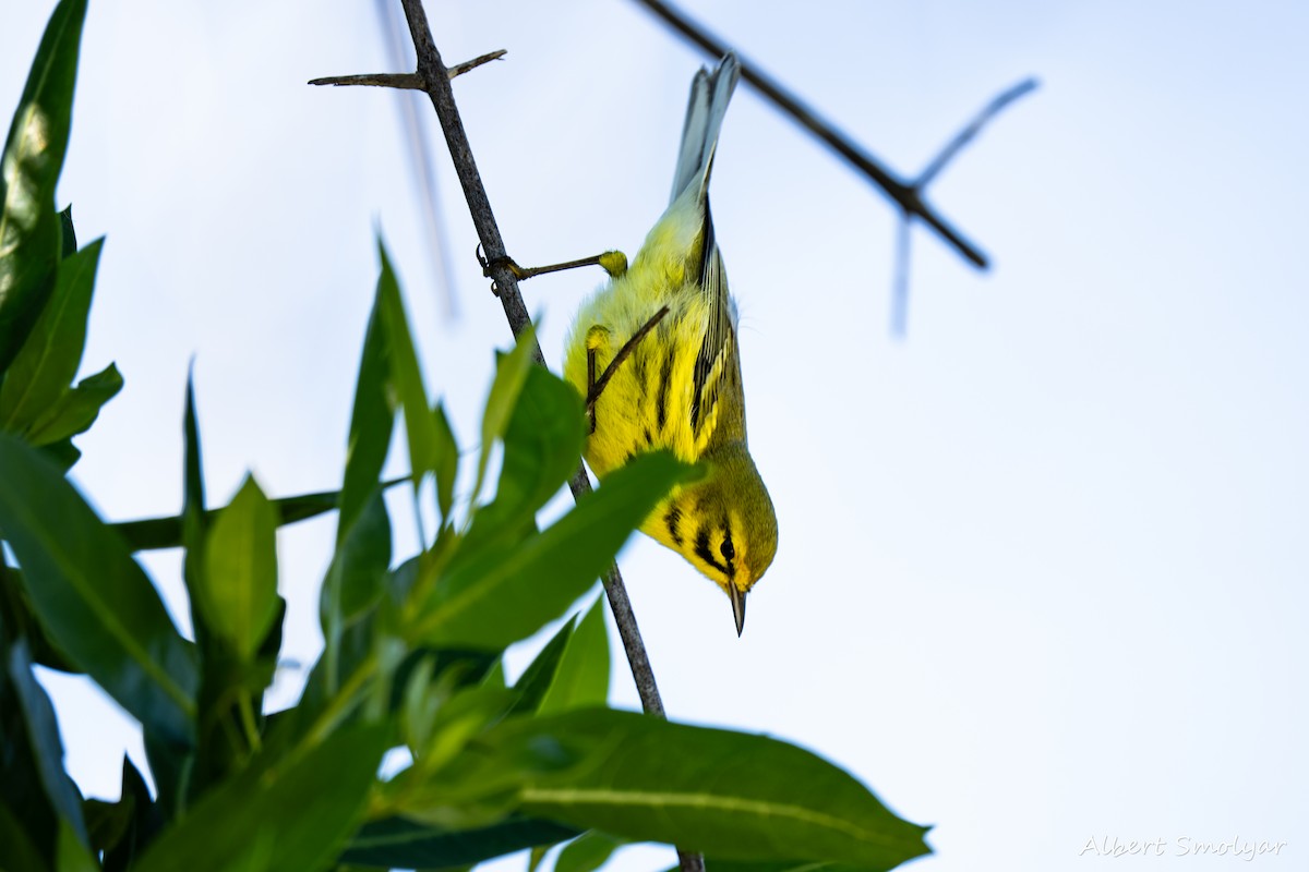Prairie Warbler - ML643396805