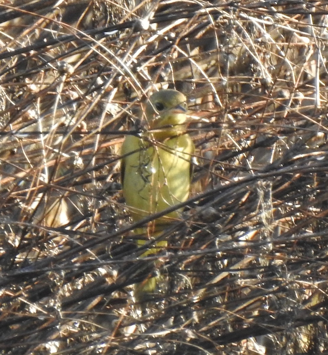 Common Yellowthroat - ML643396810