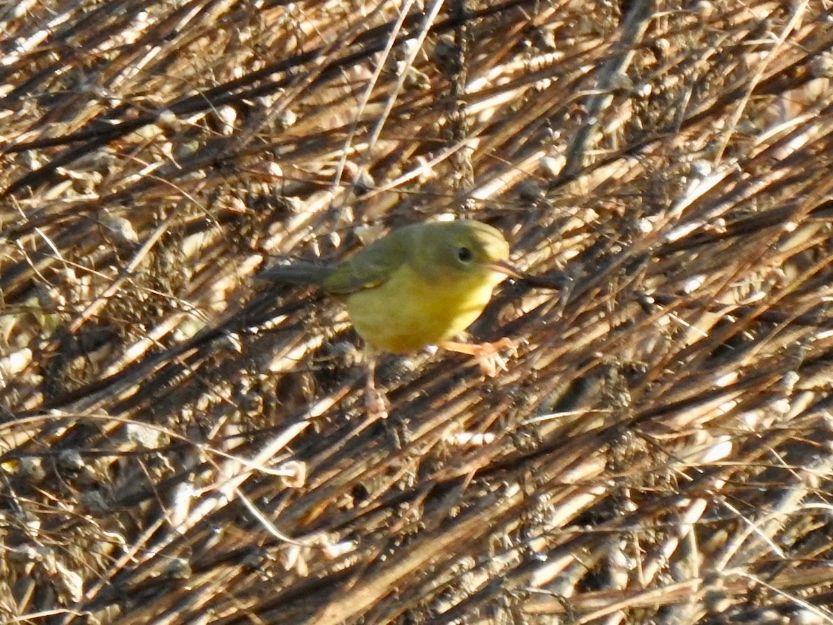 Common Yellowthroat - ML643396812