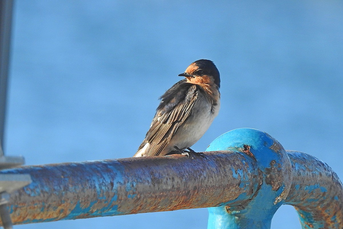 Welcome Swallow - ML643396824